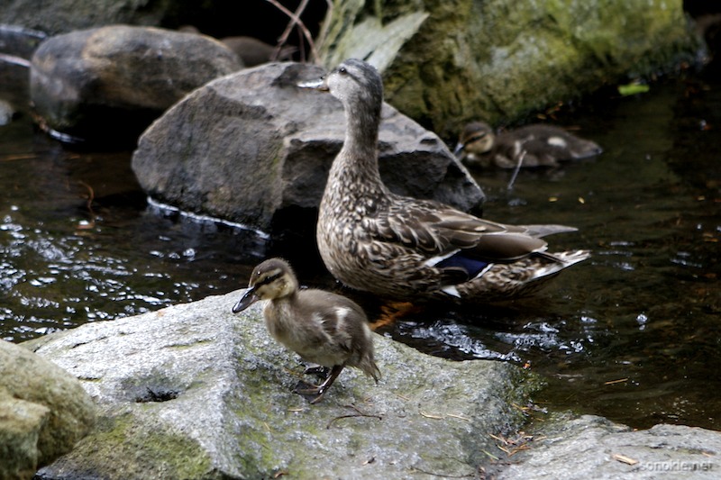 duckling