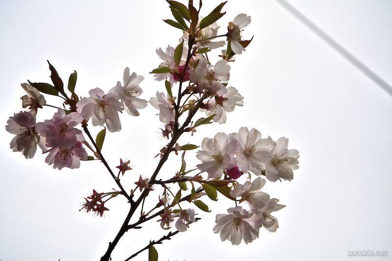 spring blossoms