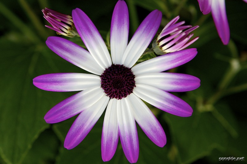 star