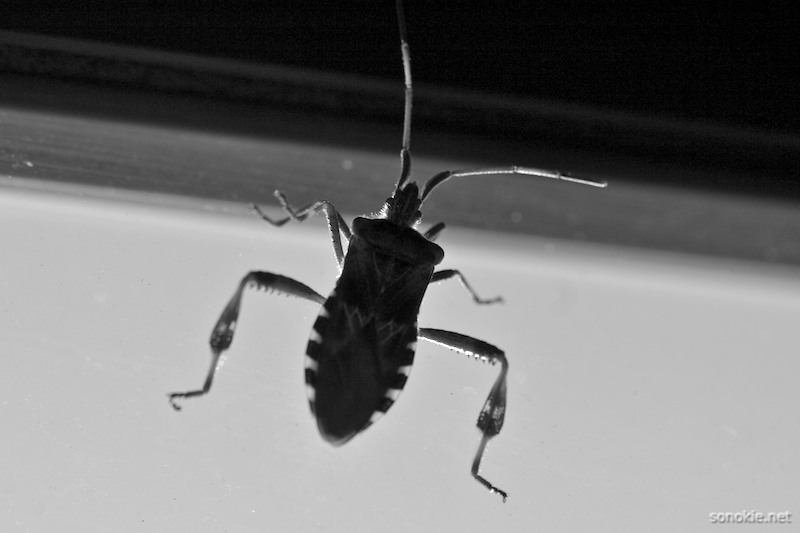 beetle
