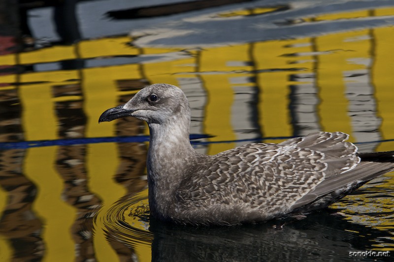 i still hate seagulls