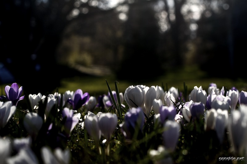 almost spring