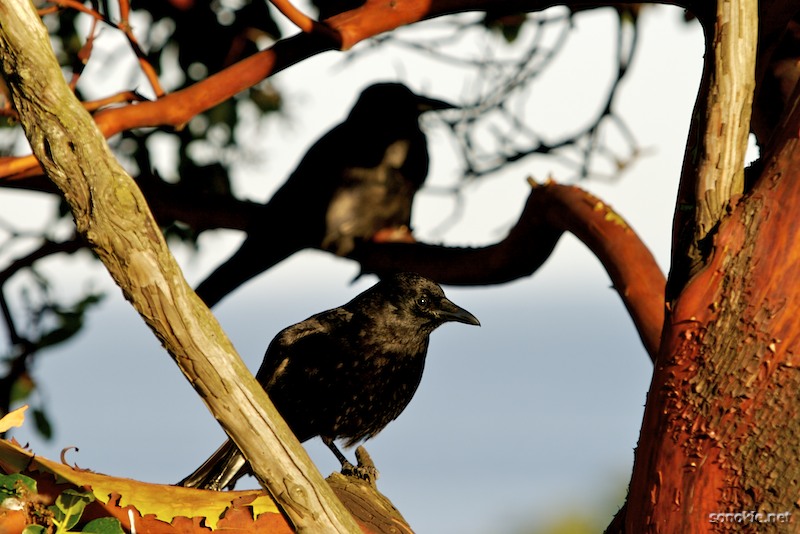 crows in trees