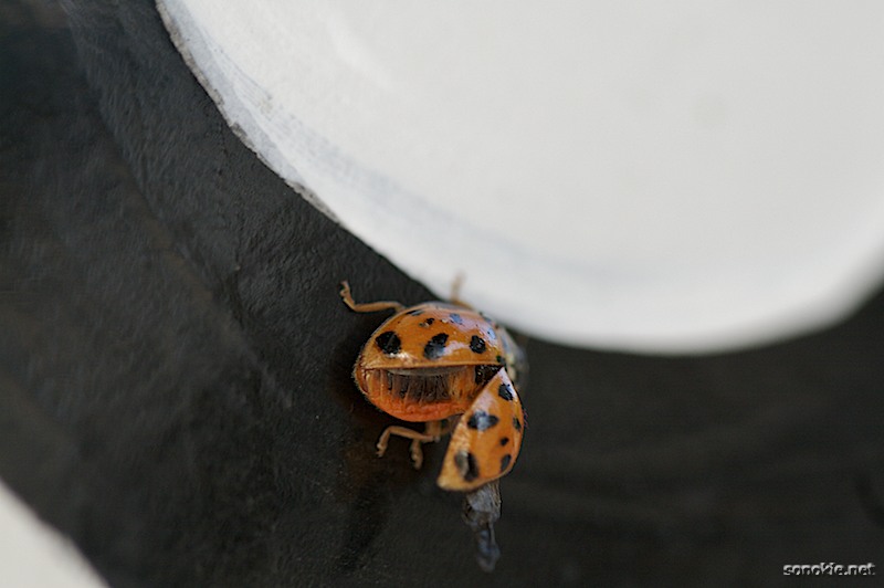 ladybug