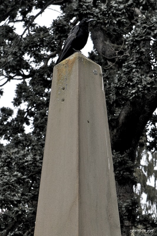 the raven