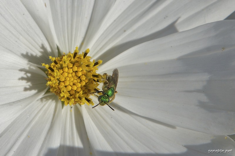 green bug