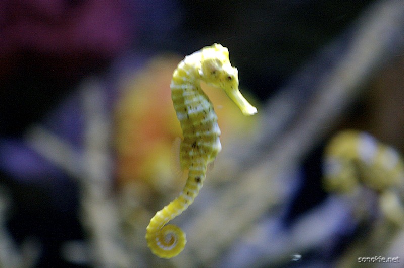 seahorse