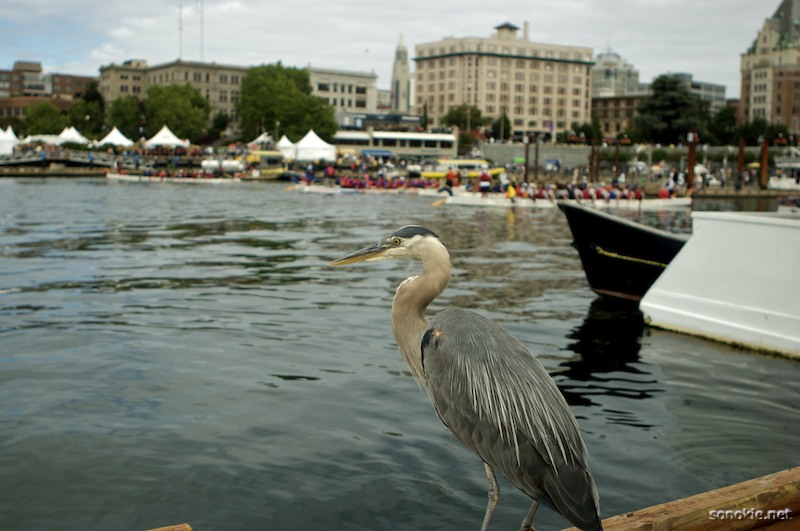 heron 3