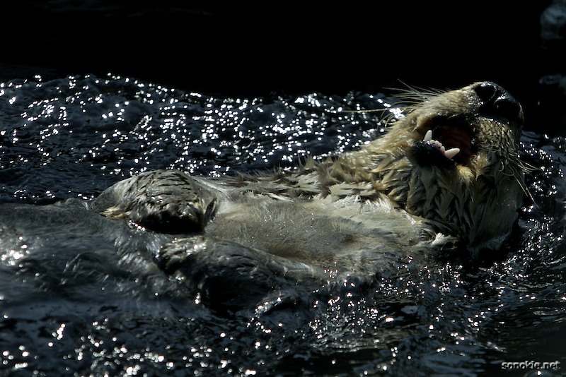 happy otter