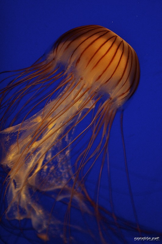 jellyfish