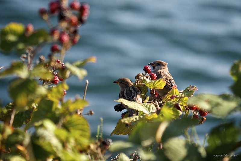 berry birds