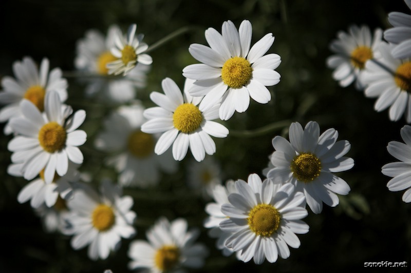 tiny flowers
