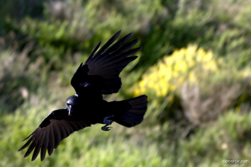black wings 1