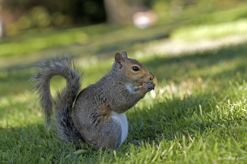nutz