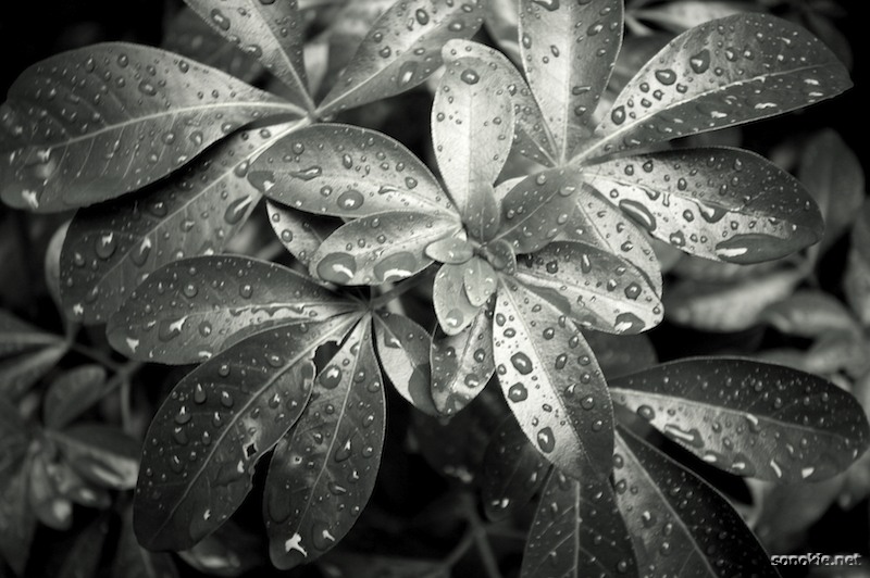 leaves