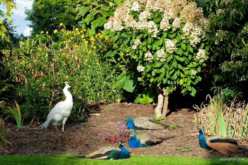peacocks