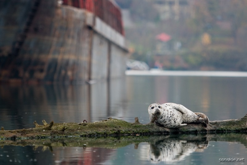 resting seal