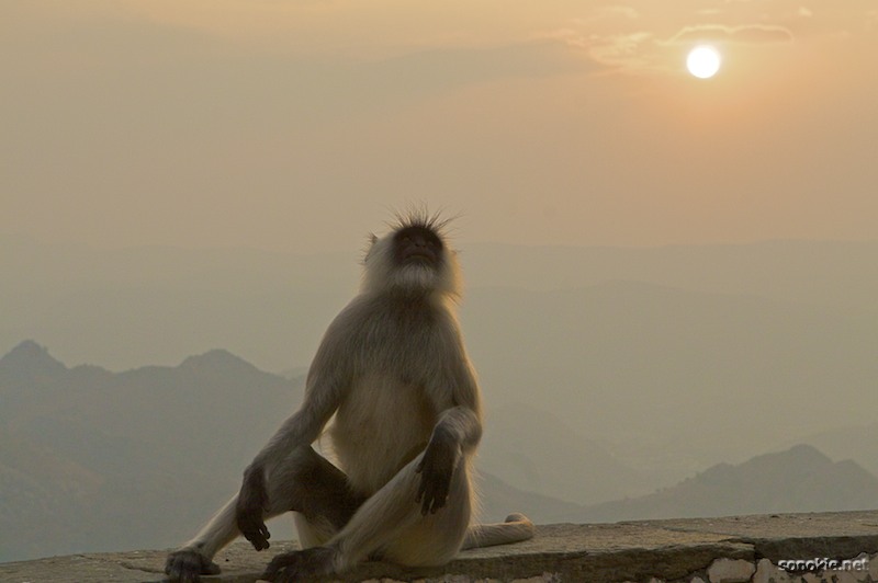 monkey