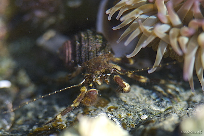 hermit macro 1