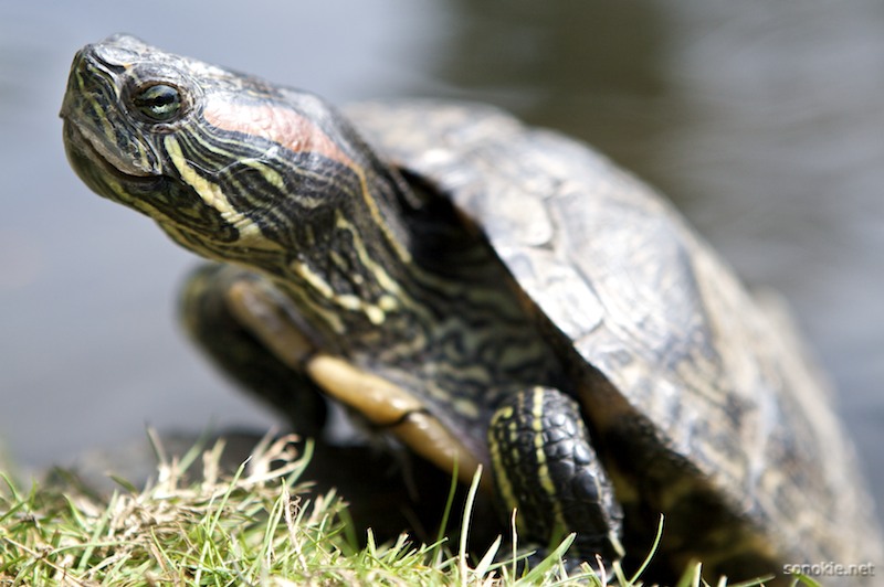 turtle