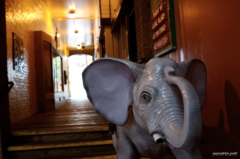 elephant