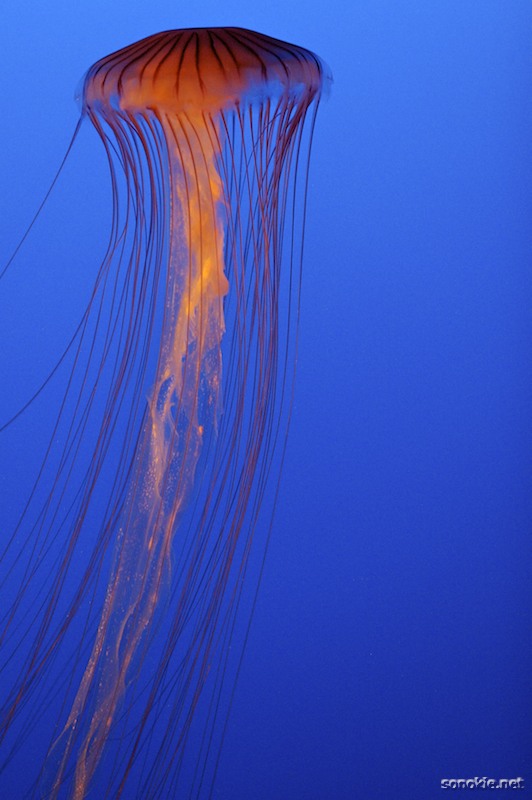 orange jelly