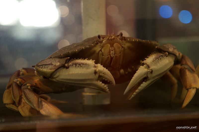 crab