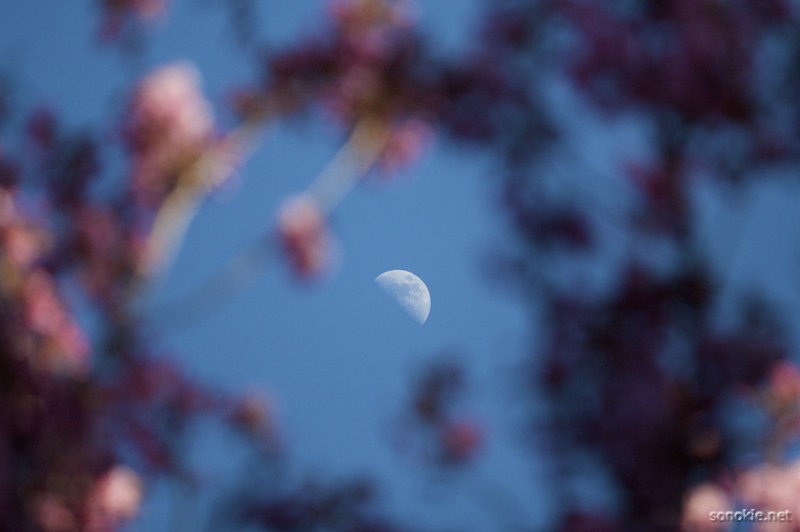 the moon