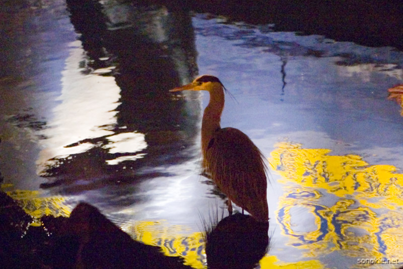 reflection