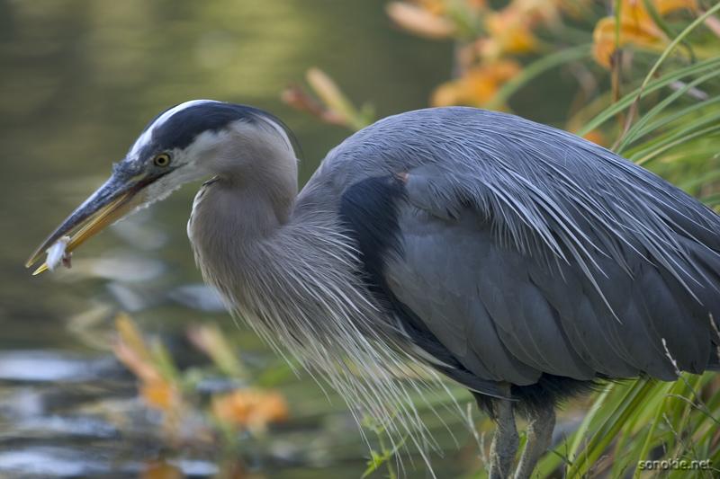 heron