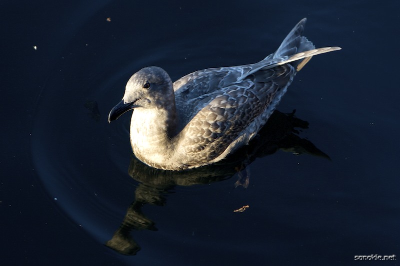 begging bird