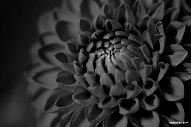 friday flower