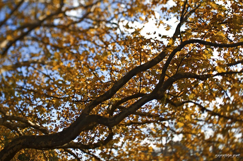 tilted leaves