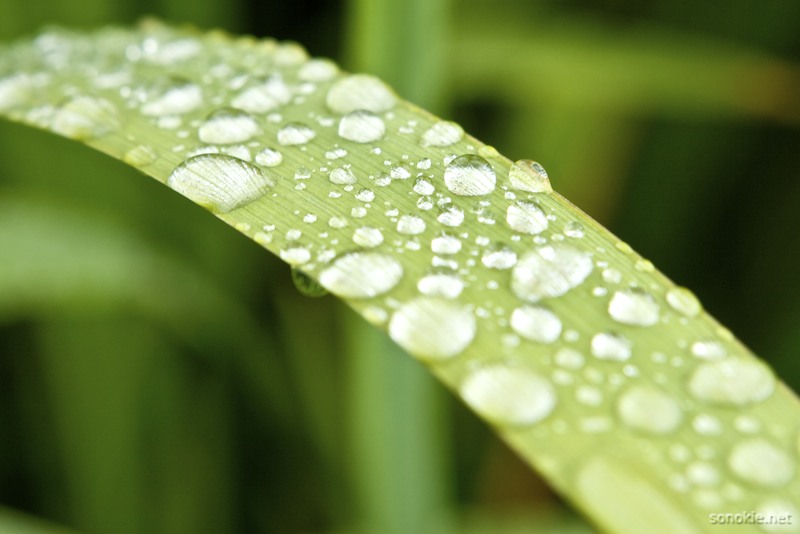 dew