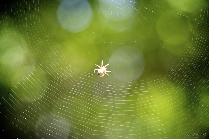 spider web
