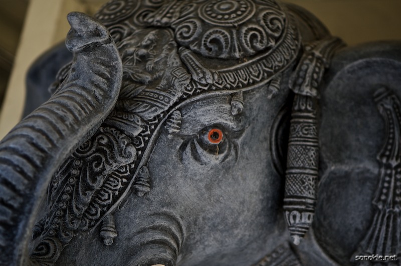orange eye elephant