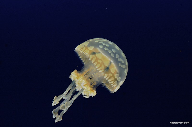 alien