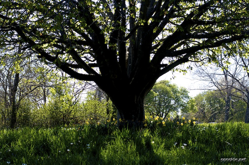 spring tree