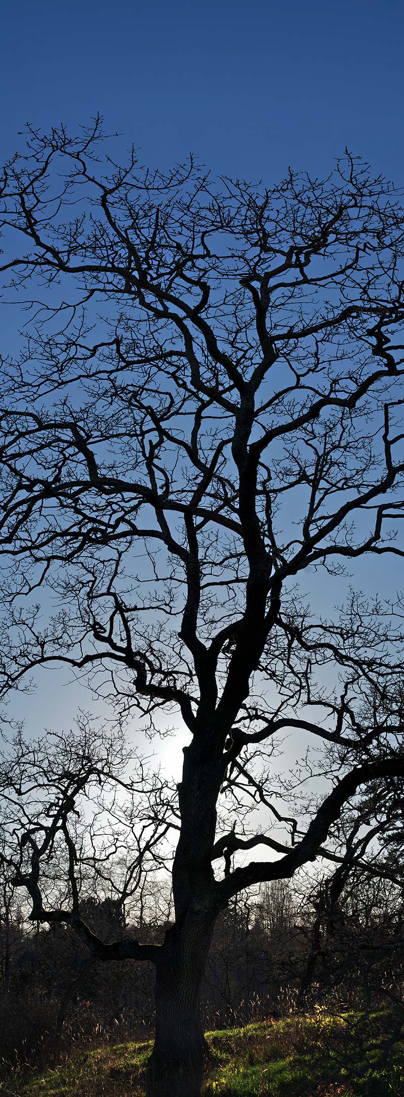 garry oak