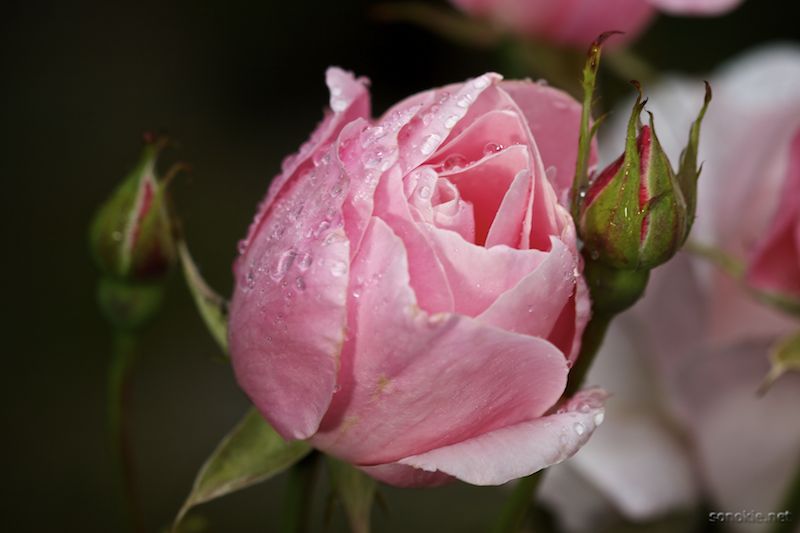 roses