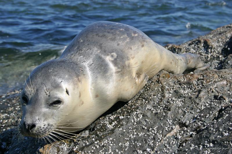 salty the baby seal