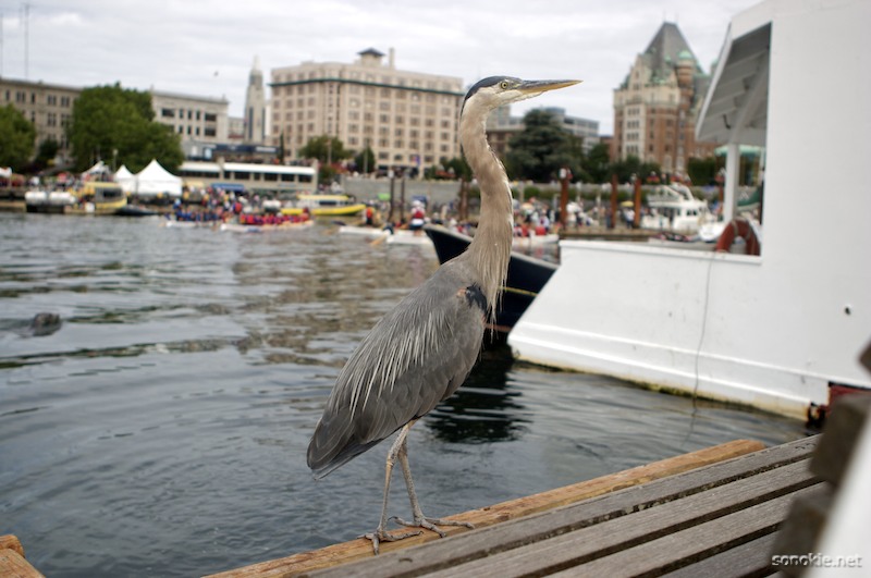 heron 2