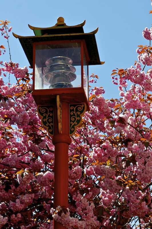 chinese blossoms