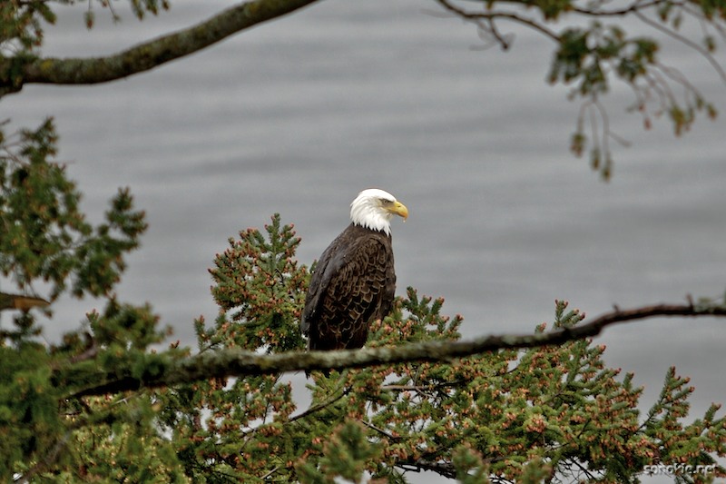 bald eagle