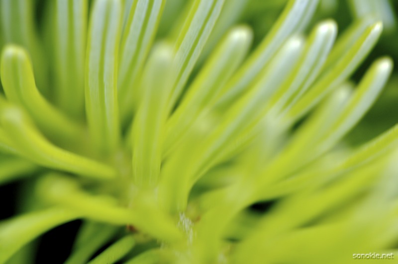 blurry green