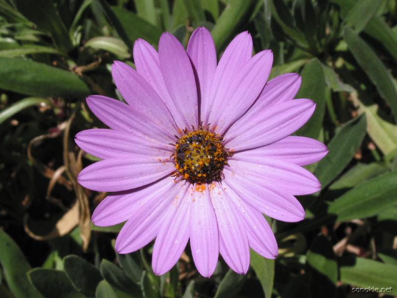 flower