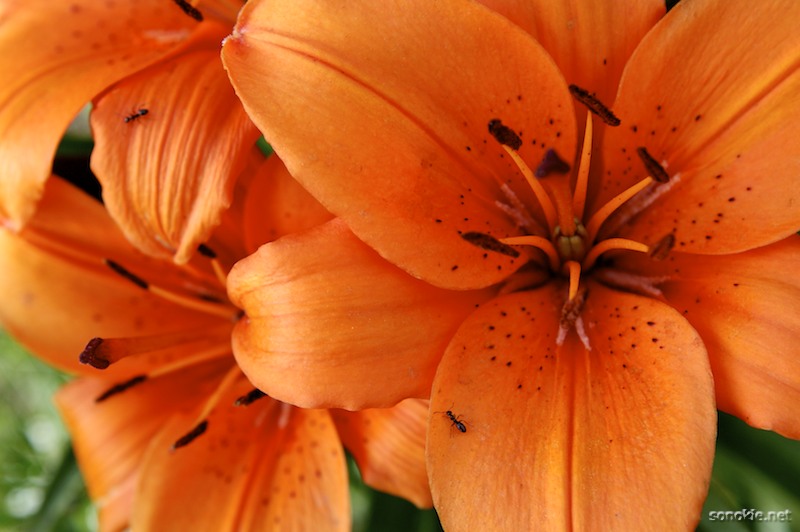 ants on flowers