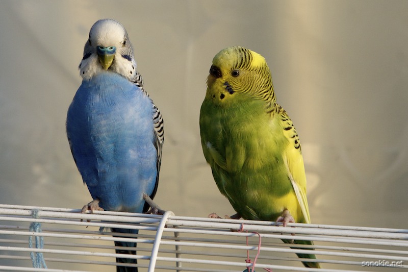 proud parents