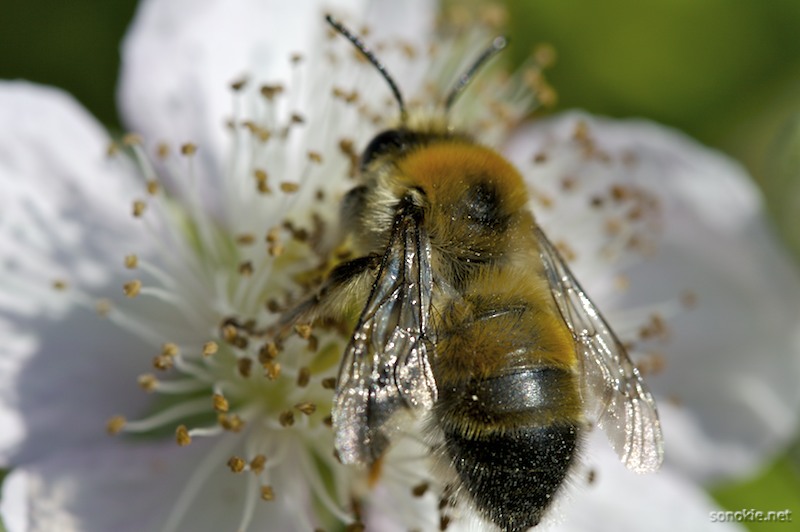 bee macro 2