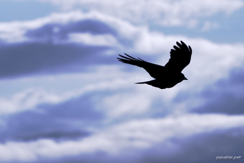 the crow
